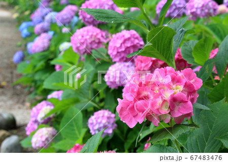 鮮やかな濃いピンク色の紫陽花 高知県 のいちあじさい街道 の写真素材