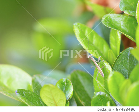 カマキリ カマキリ 67483496
