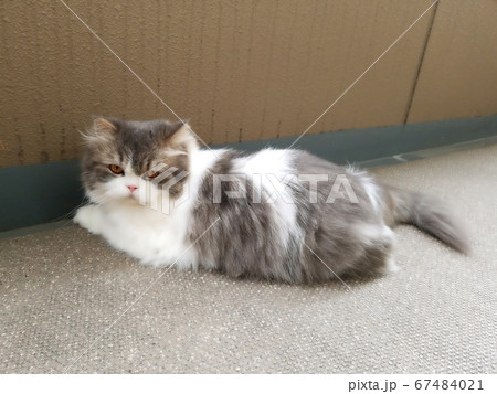 猫 スコティッシュフォールド スコティッシュ ネコ ねこ 猫 スコティッシュフォールド スコティッシュ ネコ ねこ 67484021
