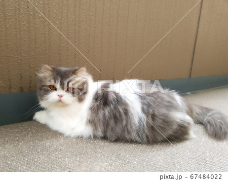 猫 スコティッシュフォールド スコティッシュ ネコ ねこ 猫 スコティッシュフォールド スコティッシュ ネコ ねこ 67484022