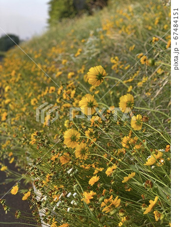 花 花畑 植物 67484151