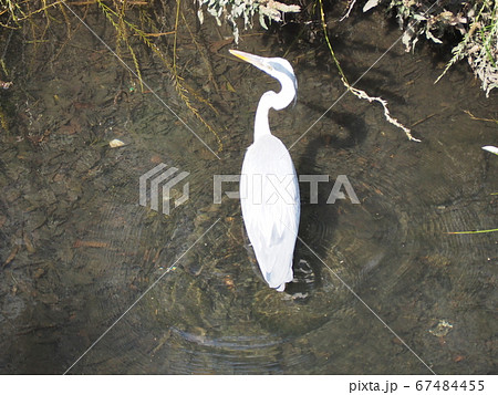 アオサギ 67484455