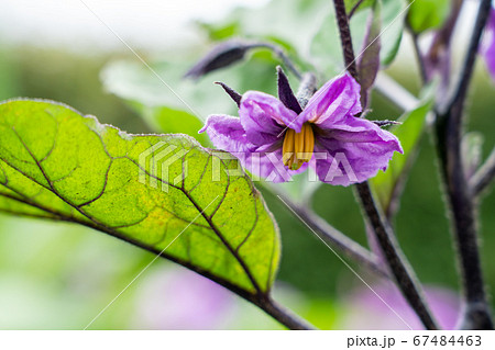 紫色のナスの花 5月 家庭菜園の写真素材