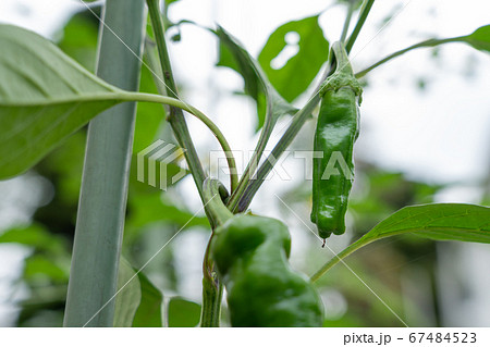 甘とう美人(甘長とうがらし)の栽培(6月) 家庭菜園 甘とう美人(甘長とうがらし)の栽培(6月) 家庭菜園 67484523