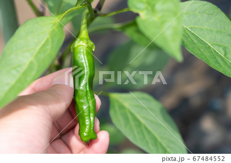 甘とう美人(甘長とうがらし)の栽培(6月) 家庭菜園 甘とう美人(甘長とうがらし)の栽培(6月) 家庭菜園 67484552