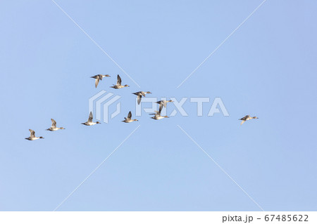 flying northern pintail ducks flying northern pintail ducks 67485622