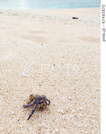【奄美群島】与論島の砂浜を歩く殻のないムラサキオカヤドカリ 67485870
