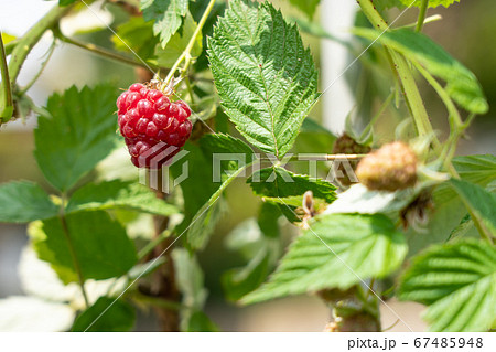 葉に囲まれた赤いラズベリーの栽培 6月 家庭菜園の写真素材
