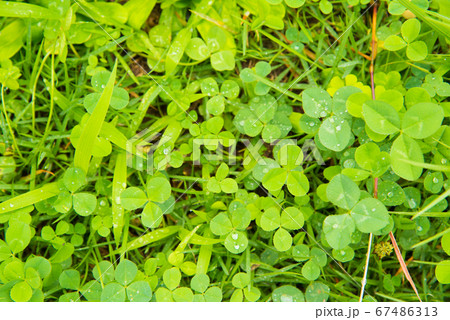 雨上がりの水滴が付いたクローバー 雨上がりの水滴が付いたクローバー 67486313