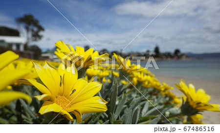【タスマニア】海岸に咲く黄色の花 67486516