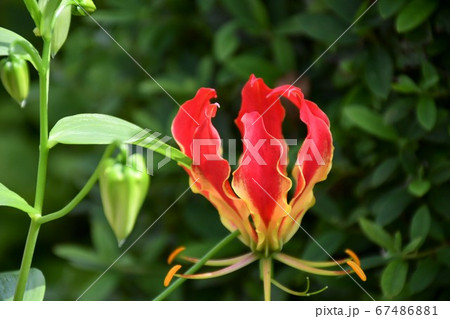 グロリオサ 花の写真素材