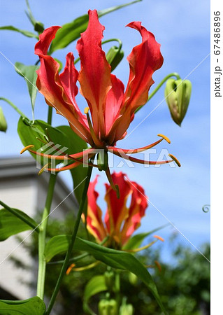 グロリオサ 花の写真素材
