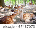 奈良公園の鹿 67487073