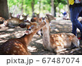 奈良公園の鹿 67487074