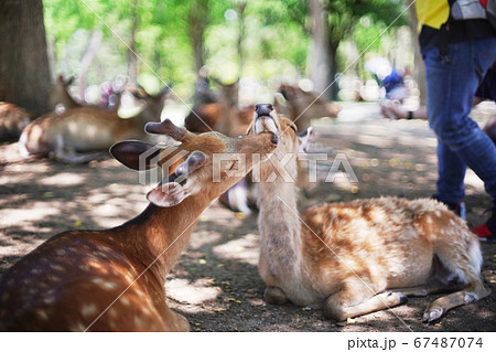 奈良公園の鹿 67487074