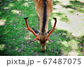 奈良公園の鹿 67487075