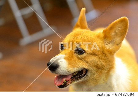 コーギー 67487094