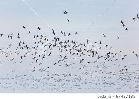 Flock of brants 67487135