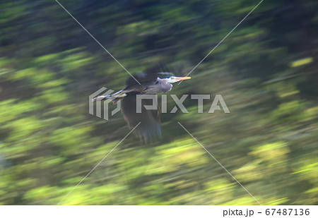 Great blue heron 67487136