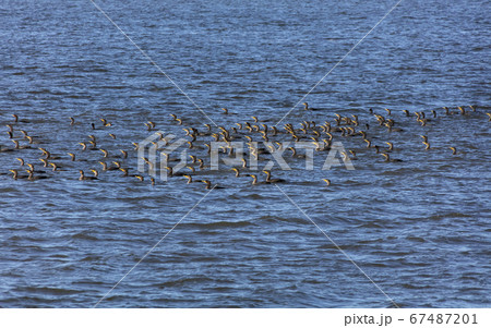 double crested cormorant 67487201