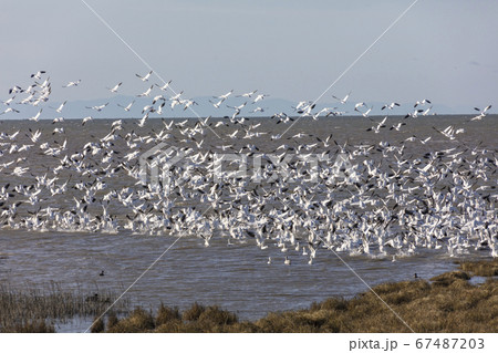 Flying Snow Geese Flying Snow Geese 67487203