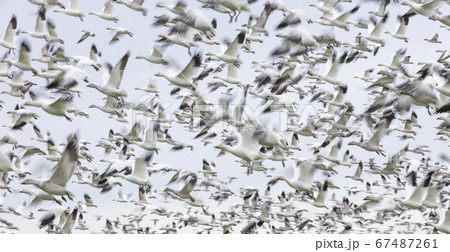 Flying Snow Geese with motion blur 67487261