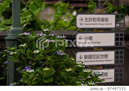 主計町茶屋街の初夏 主計町茶屋街の初夏 67487553