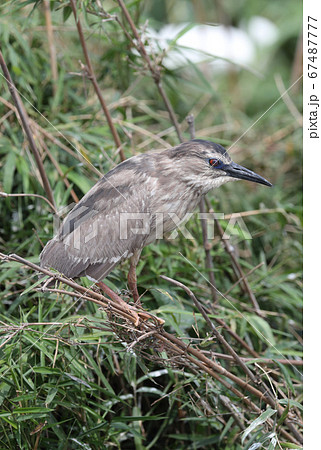 ゴイサギの幼鳥 67487777