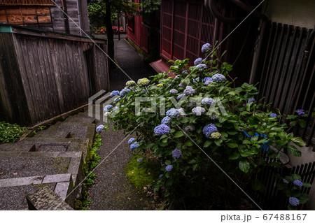 主計町茶屋街の初夏 主計町茶屋街の初夏 67488167