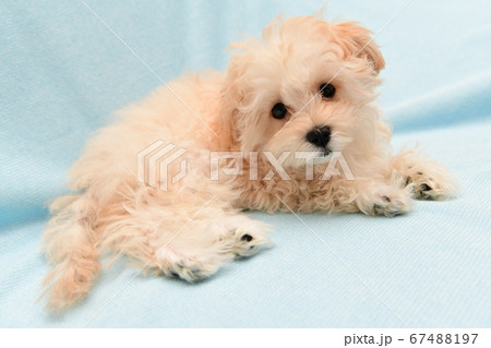 マルプー 67488197