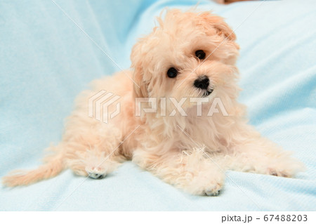 マルプー 67488203