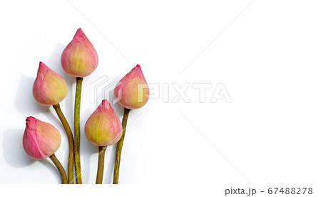 Pink lotus flower on white background. 67488278