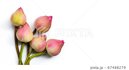 Pink lotus flower on white background. Top view Pink lotus flower on white background. Top view 67488279