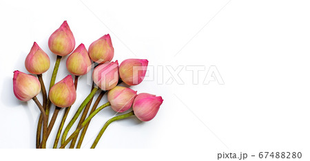 Pink lotus flower on white background. 67488280