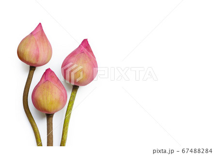 Pink lotus flower on white background. 67488284