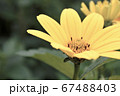 落ち着いた色彩の花（ルドベキア） 67488403