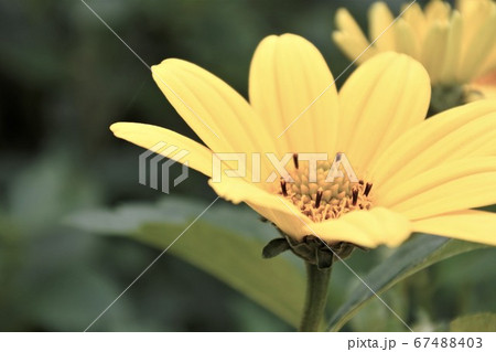 落ち着いた色彩の花(ルドベキア) 落ち着いた色彩の花(ルドベキア) 67488403