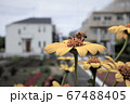 落ち着いた色彩の花（ルドベキア）とミツバチ 67488405
