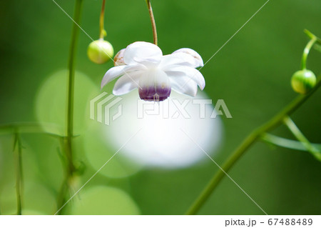 綺麗なレンゲショウマ 綺麗なレンゲショウマ 67488489