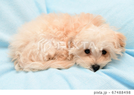 マルプー マルプー 67488498