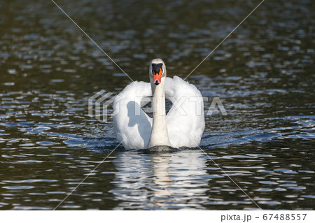 Mute swan bird Mute swan bird 67488557