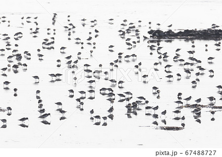 flock of dunlin 67488727