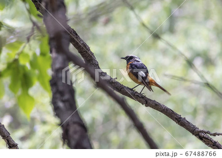 Daurian Redstart  bird 67488766