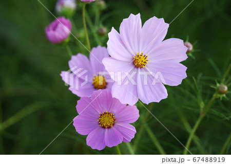 ピンク色のコスモスの花 67488919