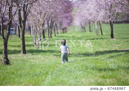 桜並木を歩く男の子 67488967