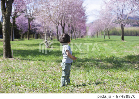 桜並木を歩く男の子 桜並木を歩く男の子 67488970