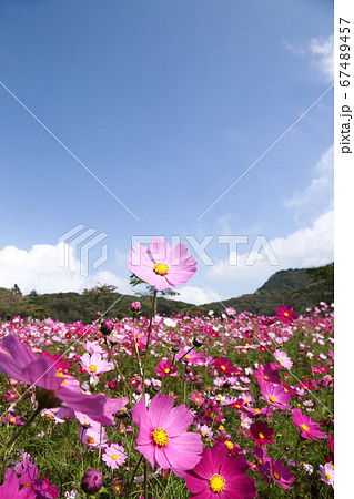 青空とコスモスの花の写真素材