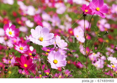 信州 コスモス畑 信州 コスモス畑 67489460