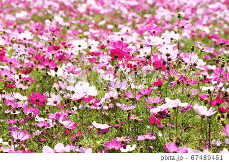 信州 コスモス畑 信州 コスモス畑 67489461