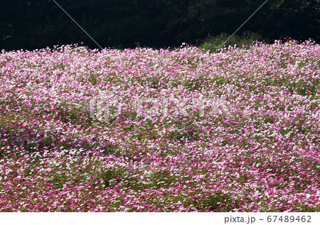 信州 コスモス畑 信州 コスモス畑 67489462